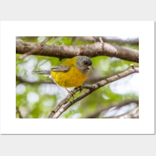 Bird life in Patagonia. Posters and Art